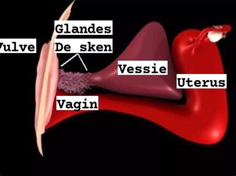 inflammation glande de skene|Skene